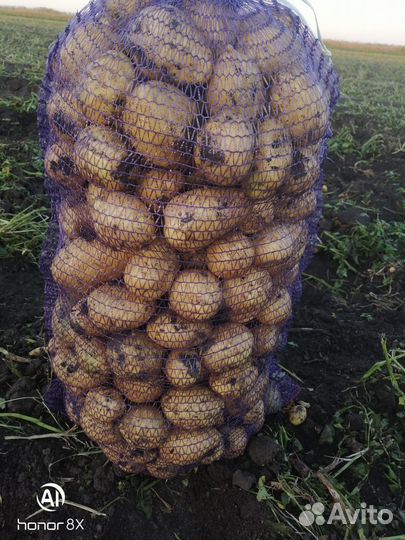 Продам картофель