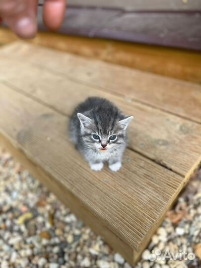 Котенок серая девочка в добрые руки