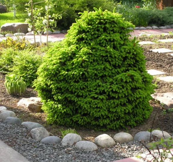 Ель обыкновенная Олендорфи