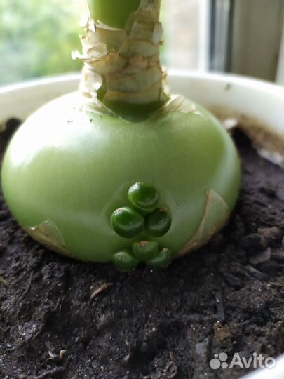 Индийский (китайский) лук