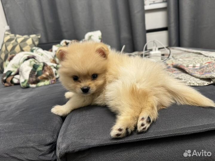 Померанский шпиц