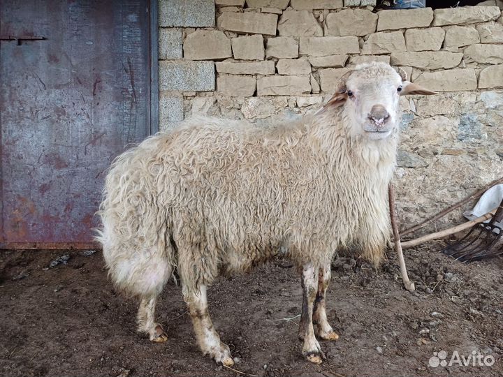 Овцы бараны