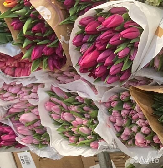 Тюльпаны голландские гладкие