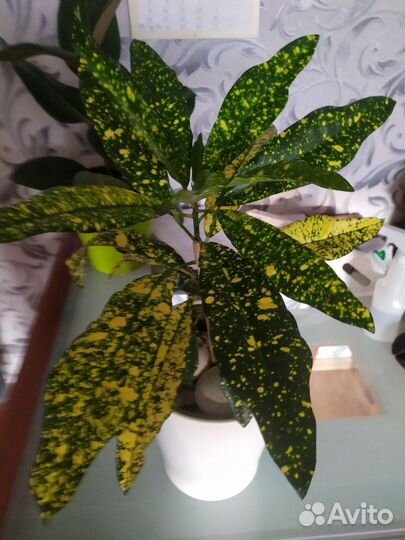 Кодиеум кротон