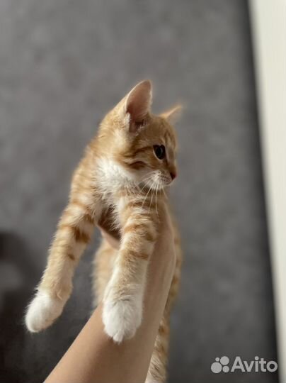 Рыжий котенок в добрые руки