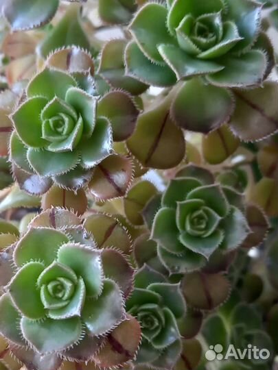 Эониум Маскайский