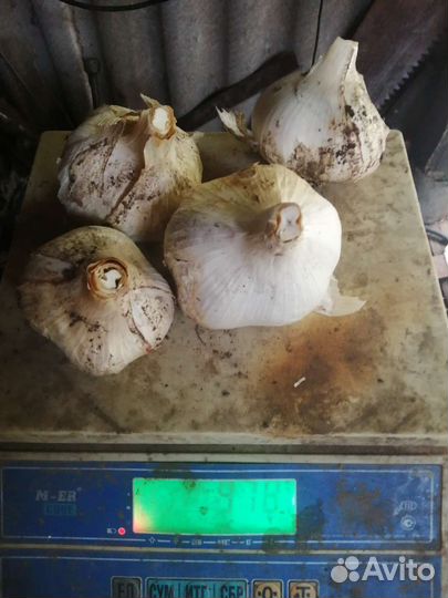 Лук чеснок Рокамболь
