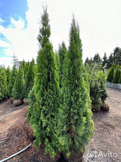 Туя смарагд 160-180 см