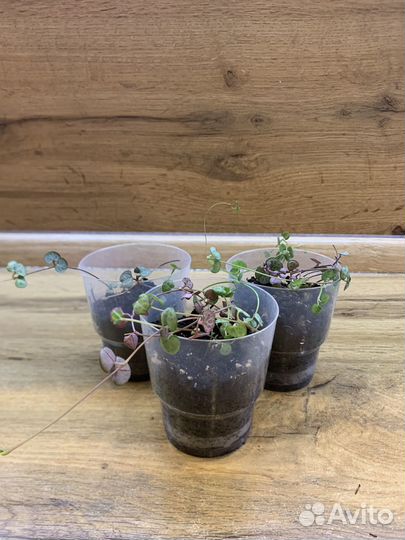 Циропегия вуда