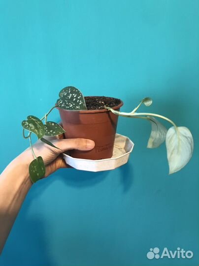 Эпипремнум Голден дрэгон Golden Dragon и другие