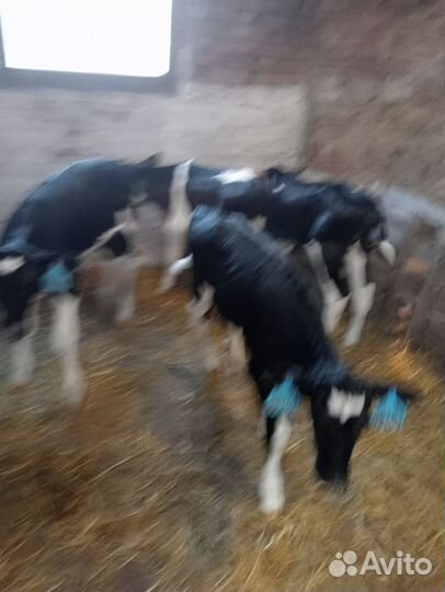 Телята бычки