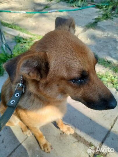 Собака-улыбака