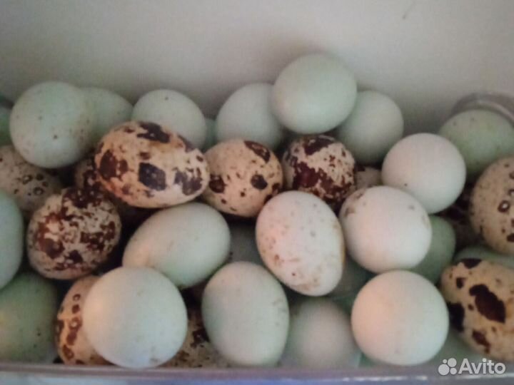 Яйцо домашнее куриные и перепелиные