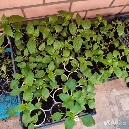 Рассада овощей перец, кабачки и другие