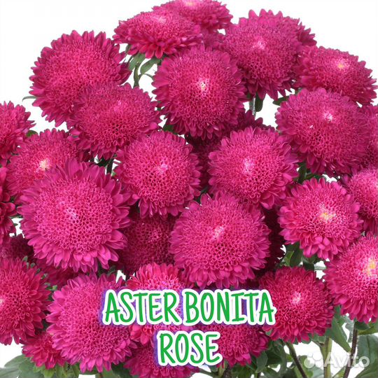 Рассада астры серии Бонита