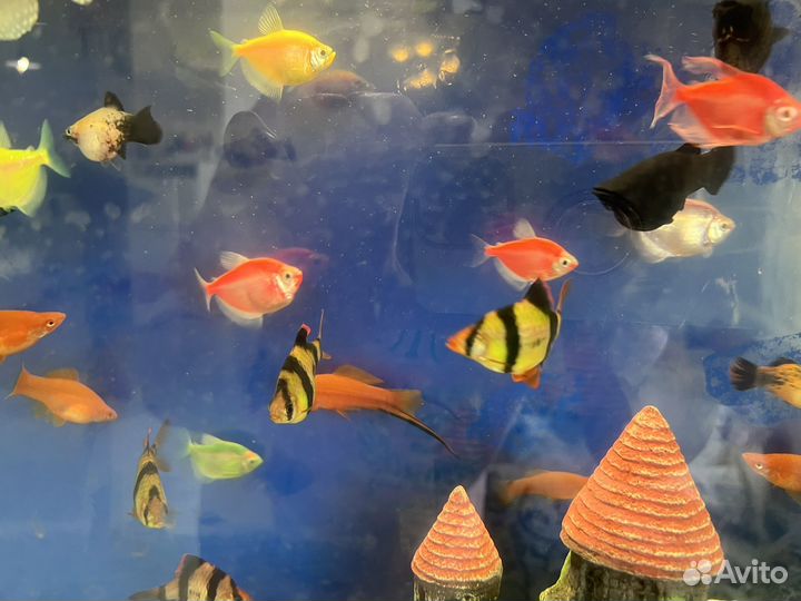 Аквариумные рыбки