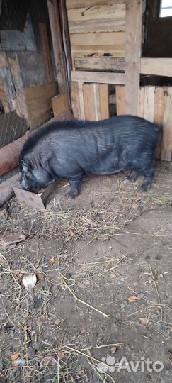 Вьетнамские свиньи