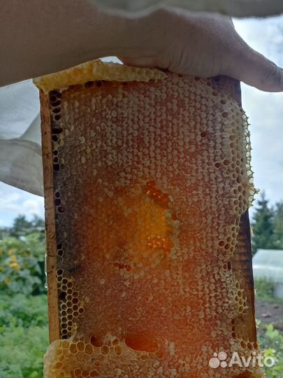 Мед цветочный, натуральный