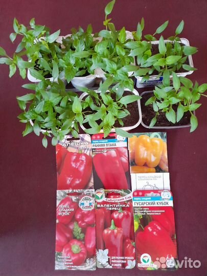 Рассада разная Семена сортовой фасоли