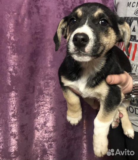 Щенки в добрые руки