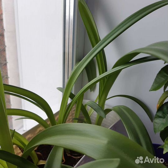 Гиппиаструм