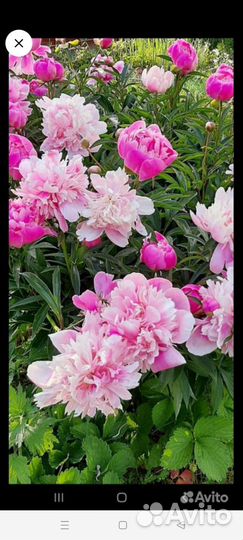 Пионы саженцы, хоста, мята