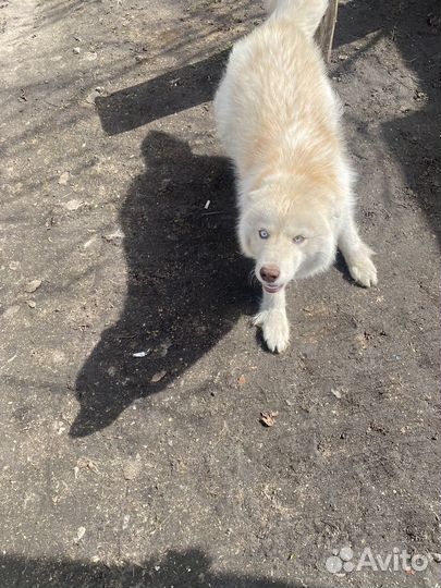 Хаски в добрые руки