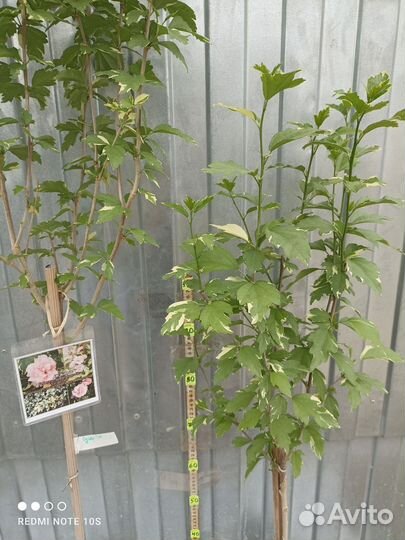 Гибискус махровый на штамбе