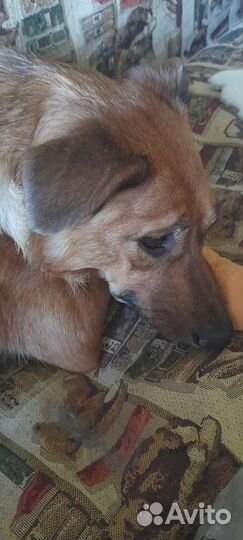 Собака в добрые руки,дворняга