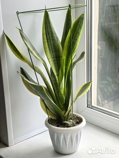 Сансевиерии сортовые