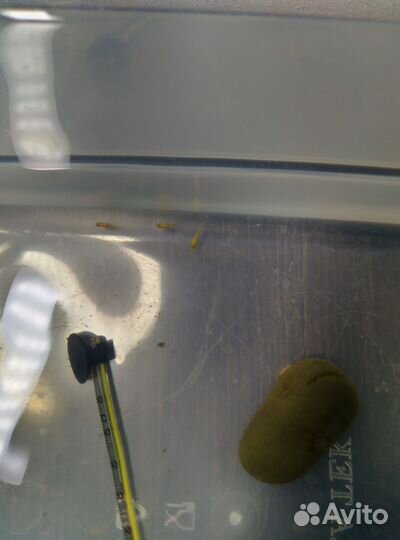 Лабидохромис Еллоу,мальки