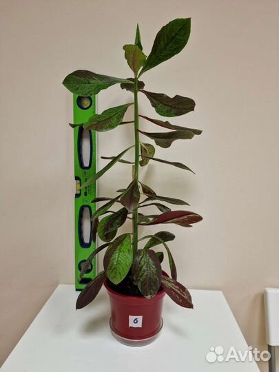 Дерево любви