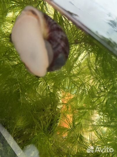 Улитки ампулярии