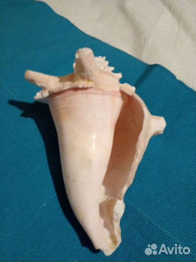 Ракушки с о. Куба, икебана пальмы, веер