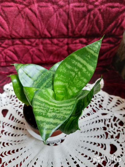 Комнатные цветы