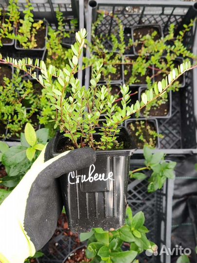 Саженцы клюквы