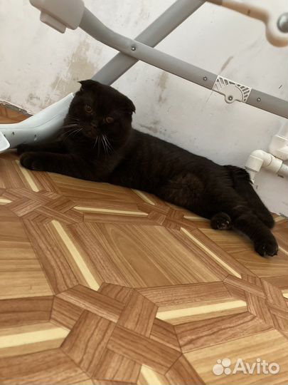 Случка кота