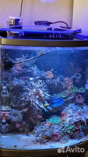Морской аквариум 130 литров
