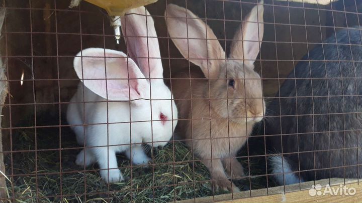 Крольчата
