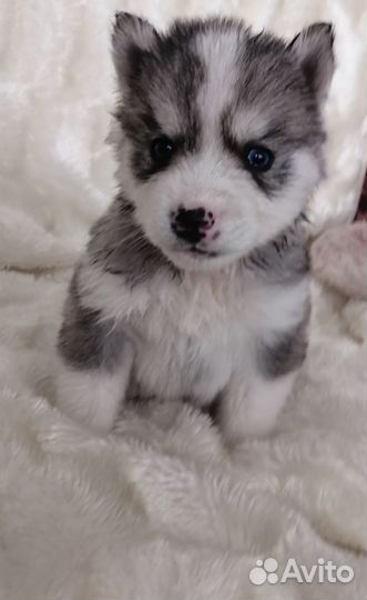 Щенки хаски