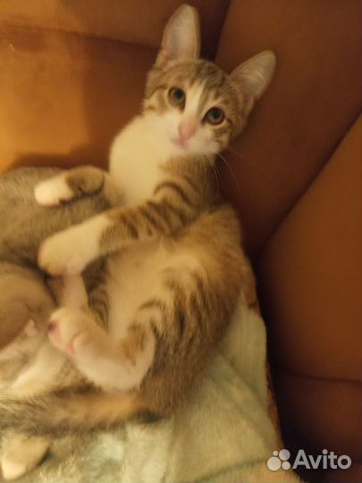 Домашние котята