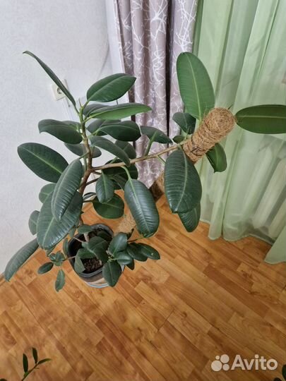 Фикус каучуконосный большой