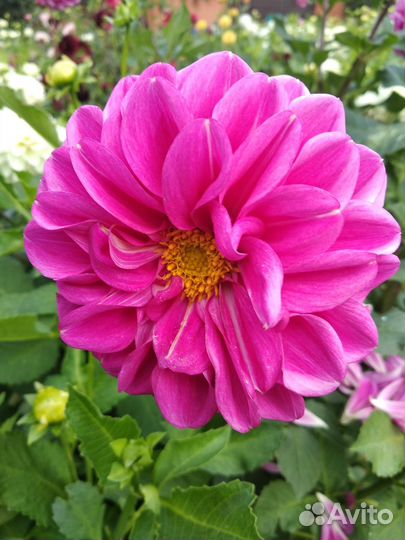 Георгины клубни