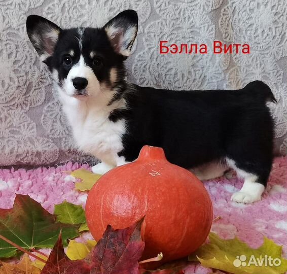 Вельш-корги пемброк флаффи