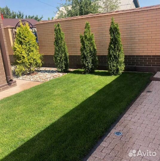 Газон. Рулонный газон