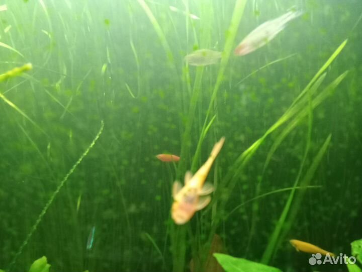 Анцитрус красный (супер рэд)