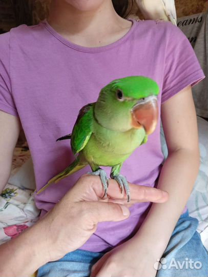 Александрийский попугай, ожереловый, амазон