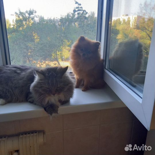 Москитные сетки