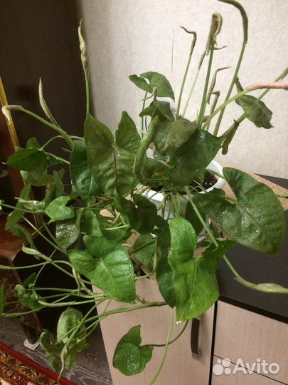 Сингониум голден