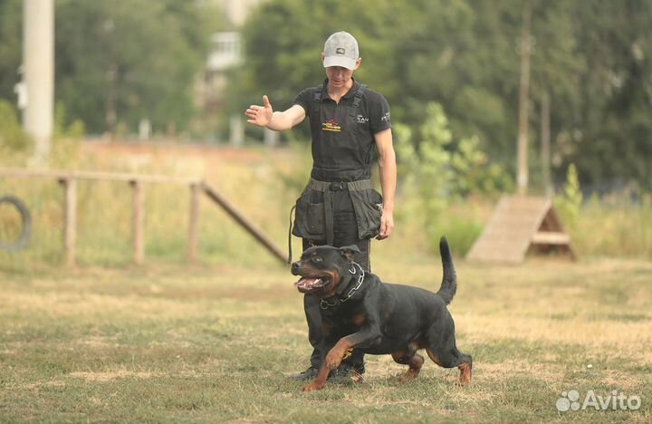 Дрессировка собак, кинолог